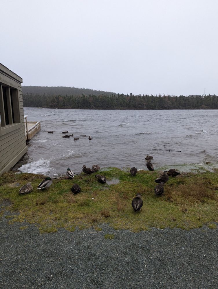 Ducks on grass next to a pond on a windy day