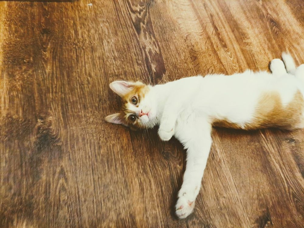 Un gato atigrado blanco y naranja está tumbado de lado sobre un suelo de madera.

El gato está tumbado de espaldas, con la cabeza levantada y mirando hacia la izquierda de la imagen. 
