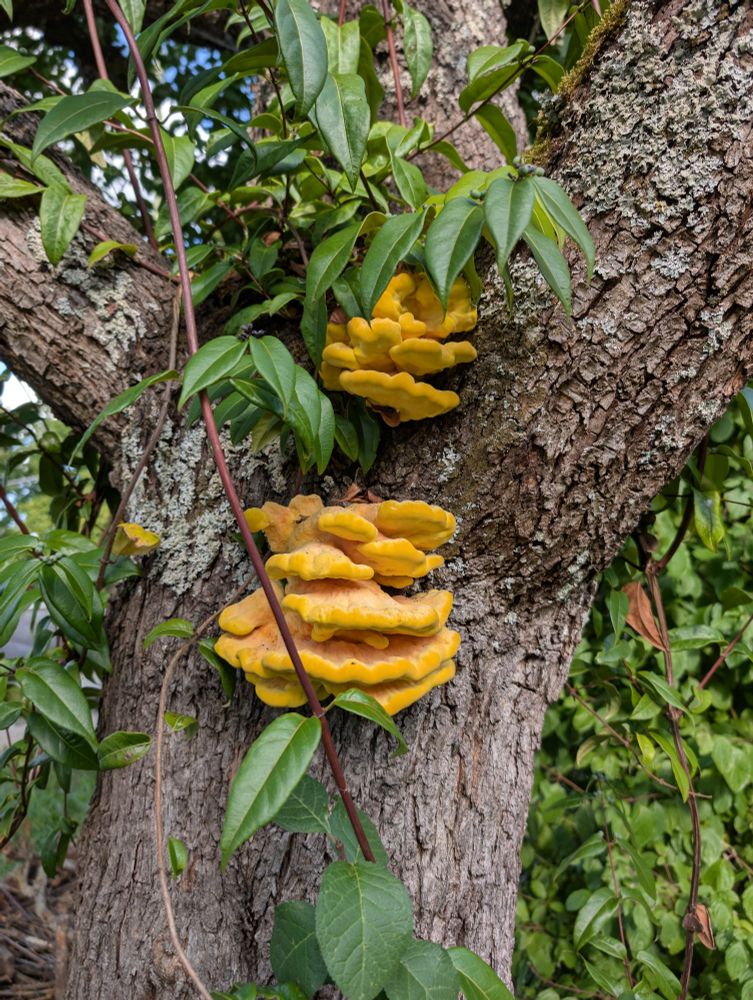 Photo of a yellow tree fungus called Chicken of the Woods.
