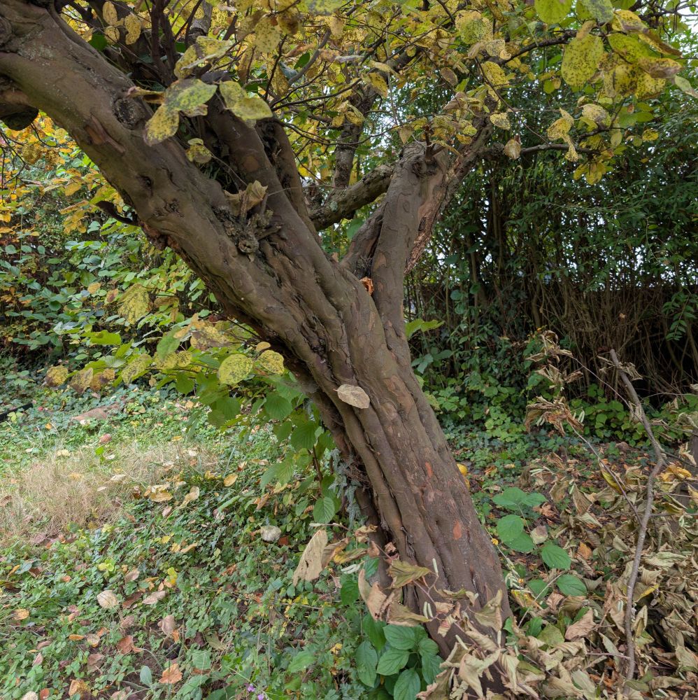 Foto of an very old quince tree. 