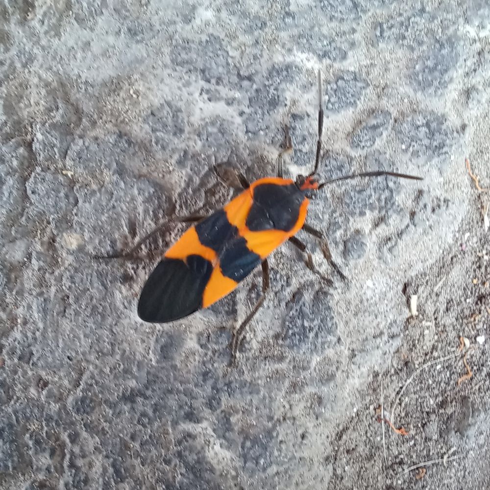 Picuture of an Oncopeltus fasciatus specimen on the ground

Foto de un Oncopeltus fasciatus (Gran chinche del Algodoncillo) en el suelo