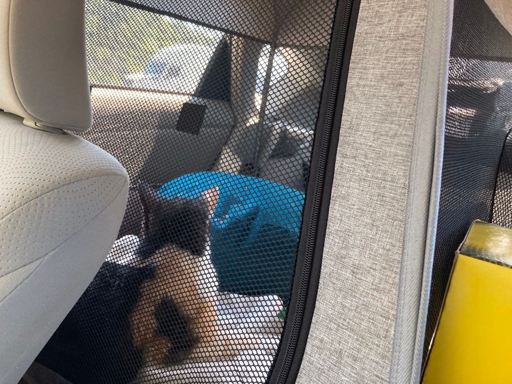 Marklah the cat, housed in the tent installed on the backseat of the car, when we stopped at a rest area somewhere in Alabama 