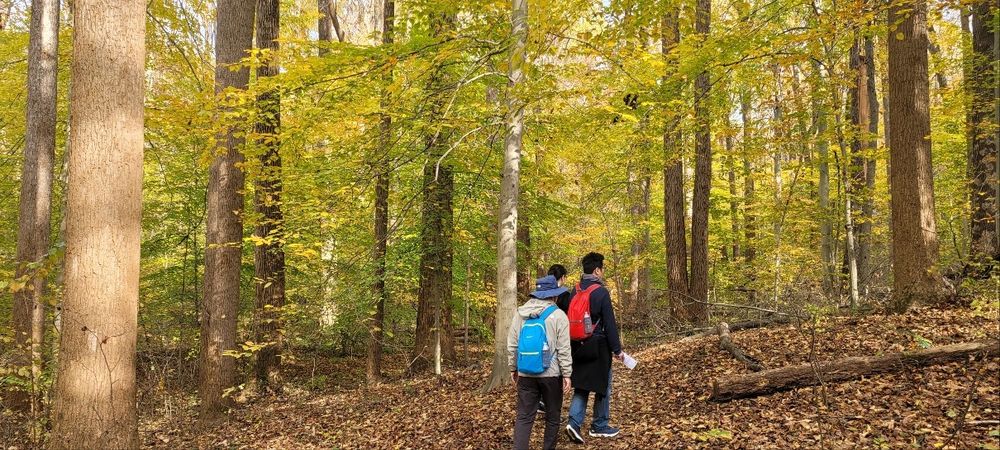 Three people wander around in a wood, a wall of tall and straight trees showing Autumn colors.