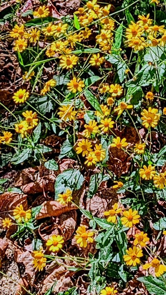 Distributed collection of small flowers, slightly darker yellow centers surrounded by sunny yellow petals, above a bed of leaces and small grasses