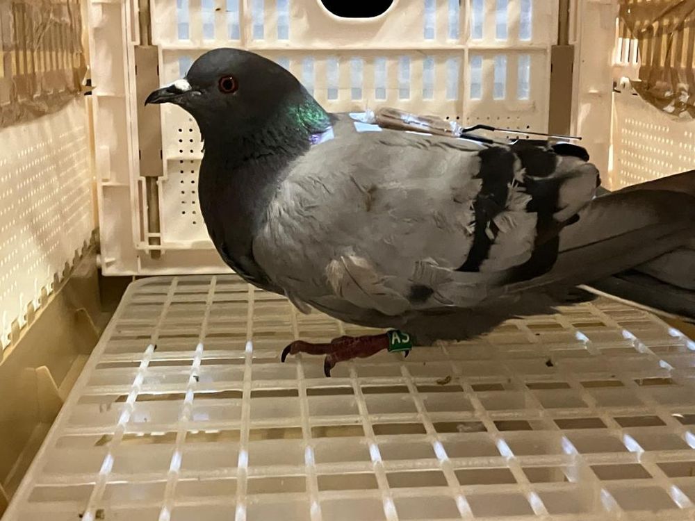 GPS-tagged Rock Dove.
