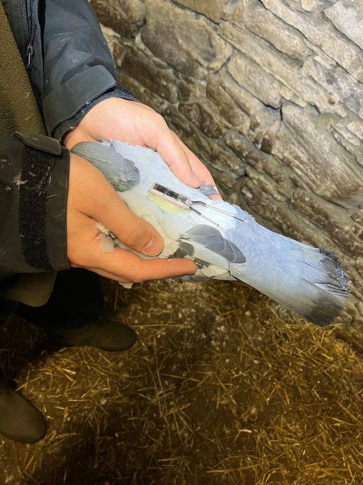GPS-tagged Rock Dove.