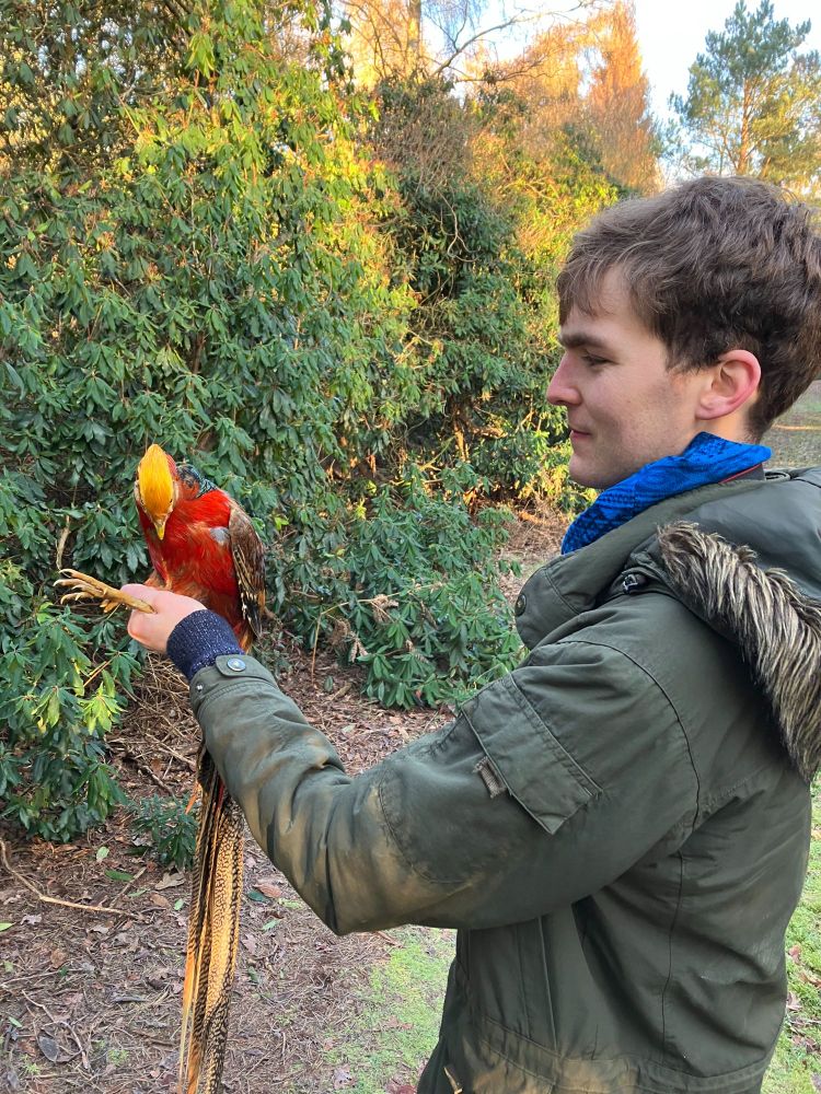 Golden Pheasant being ringed in Breckland as part of a research project studying these birds in a 'naturalised' context.