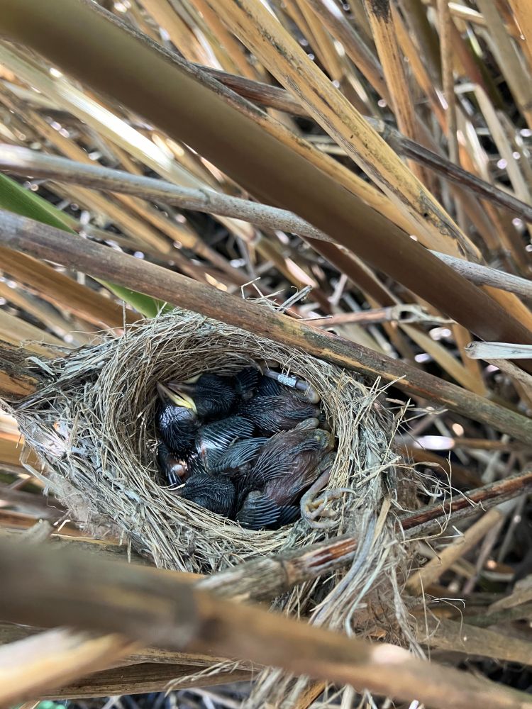 Reed Warbler nest being monitored in Helsinki.