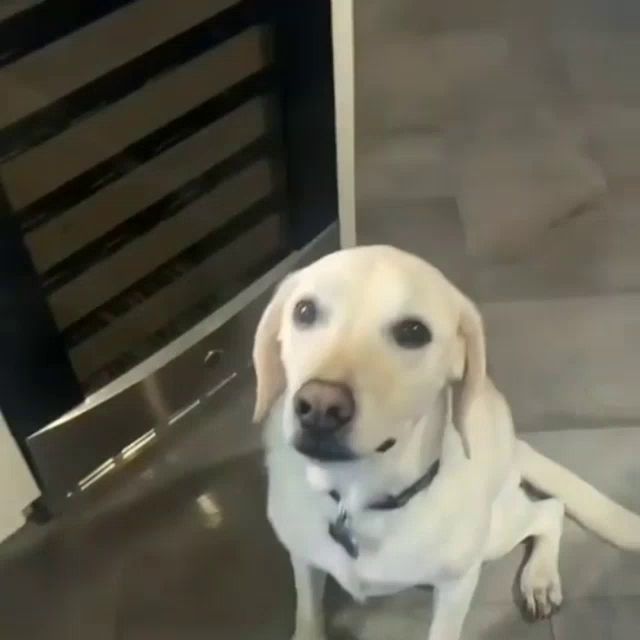 a dog with a name tag on it is sitting on a tiled floor