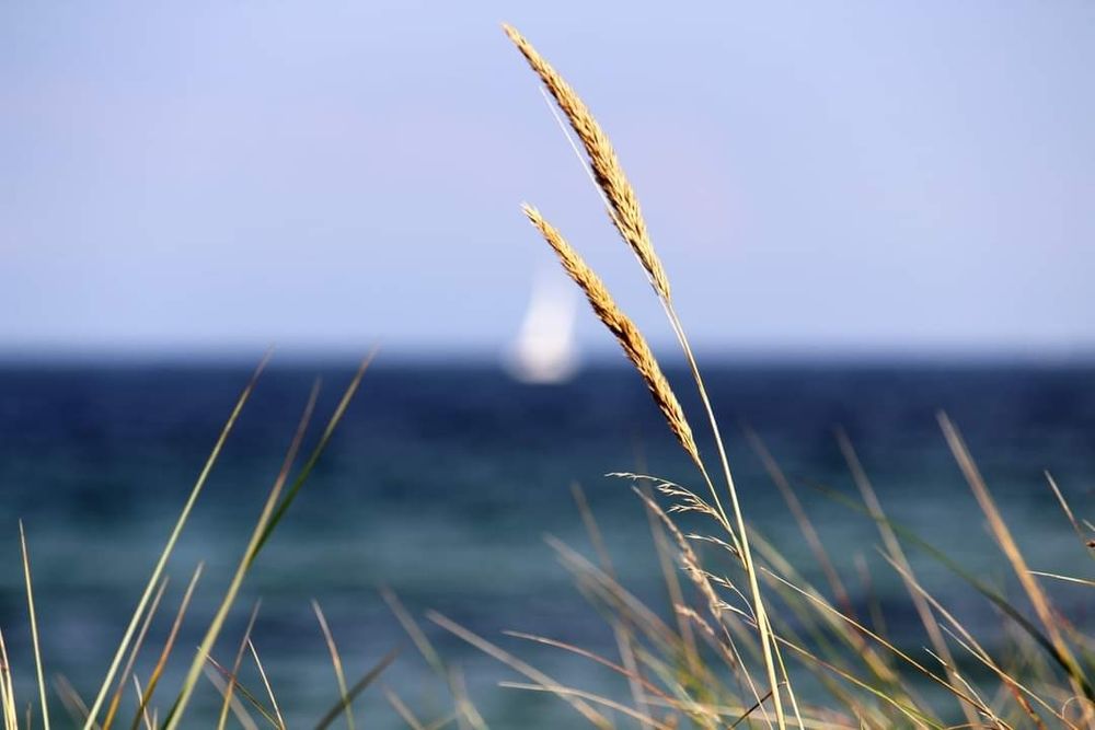 Nahaufnahme von Dünengras am Strand. Im Hintergrund, unscharf das Meer ein Segelboot mit weißem Segel und blauer Himmel.