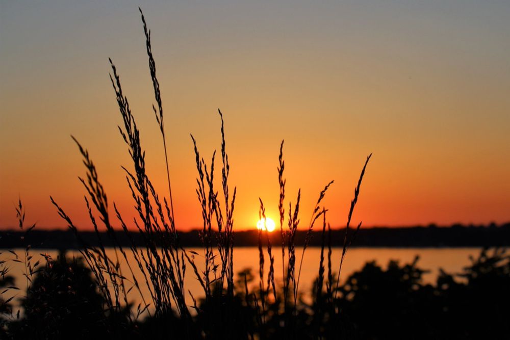 Gräser vor Sonnenuntergang.