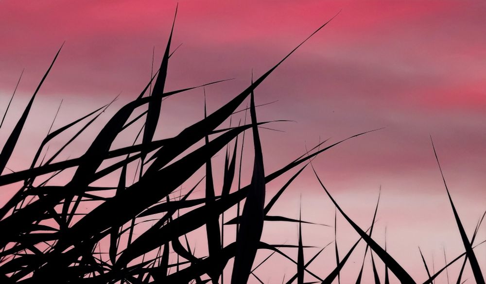 Schilf und roter Himmel.