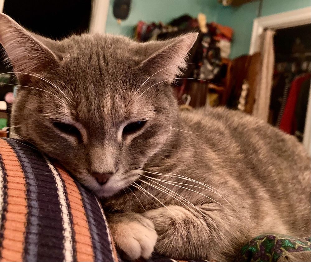 Most of frame is grey striped cat, paws tucked in. Resting cheek on a chest in a blue and orange striped sweater. Blue wall and pile of clothes in the background 