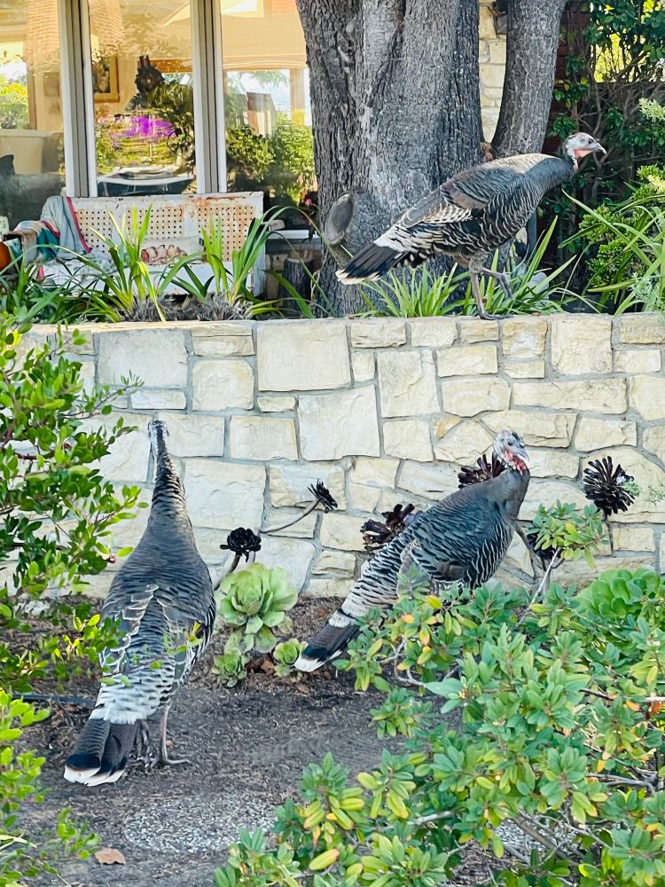 3 wild turkeys in the front yard of a home