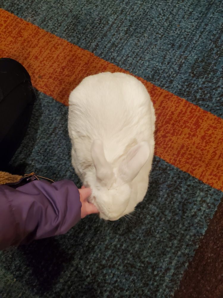 The same cute, white bunny as seen from above.