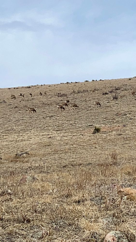 A large herd of mule deer quietly grazing on a tundra-like false summit.