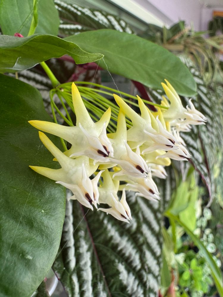 a burst of bizarre hoya flowers, taken from the side. they are white, with a head a bit like a dragon, leading back to light yellow horns or star points. their center is a deep purple black. they look animalistic. there are more than twelve of them on one peduncle. they are attached to long thin green stems that lead back to one center stem that is thicker 