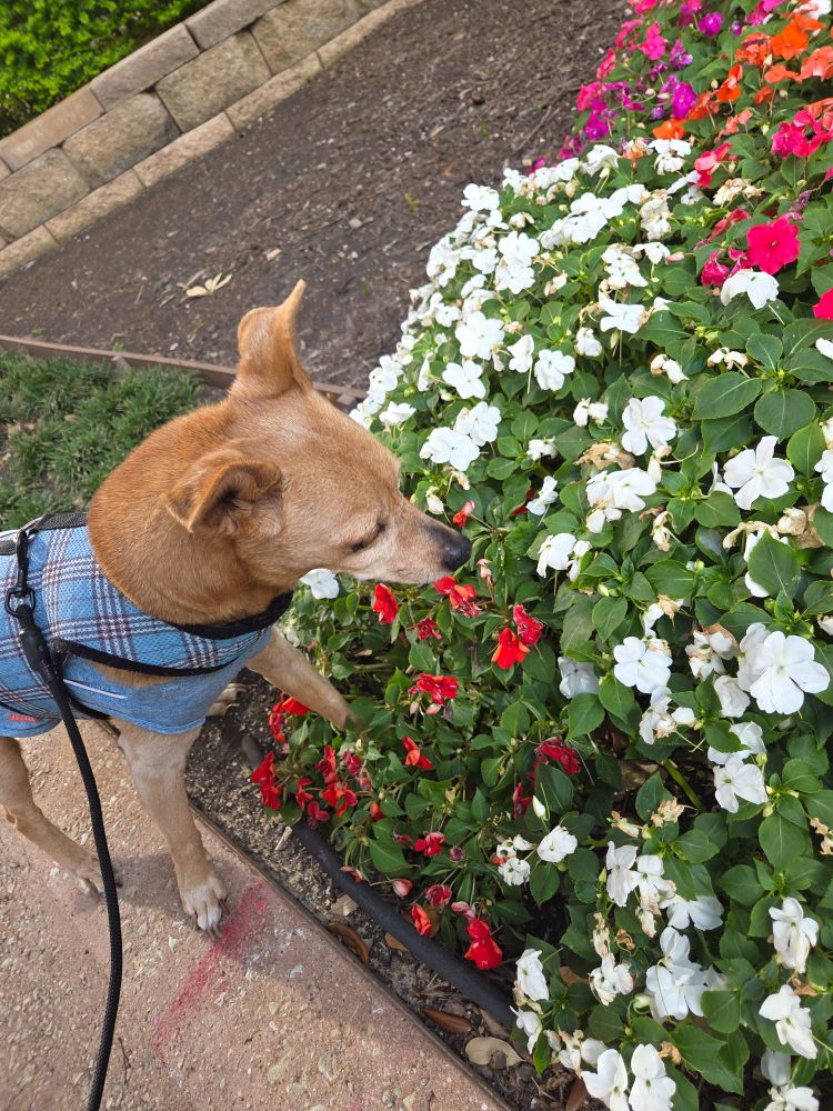 Reena smelling flowers.