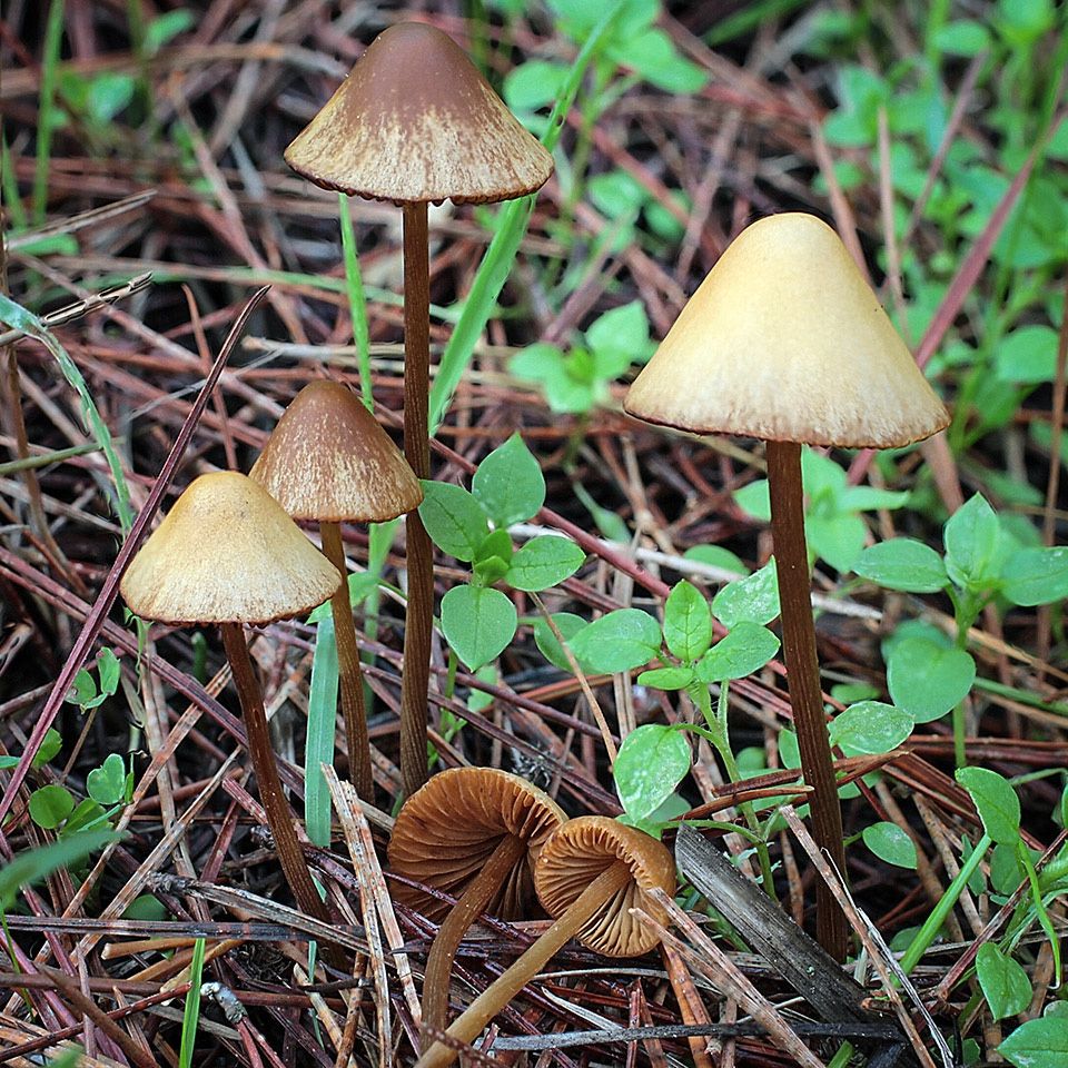 A stand of brownish conocybe mushrooms
