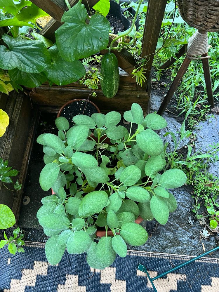 A large pot of herbs with several vines (hops, morning glory, cucumber) growing up a trellis, and a gherkin hanging in the background 