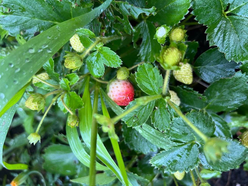 A small ripening strawberry amidst glossy leaves