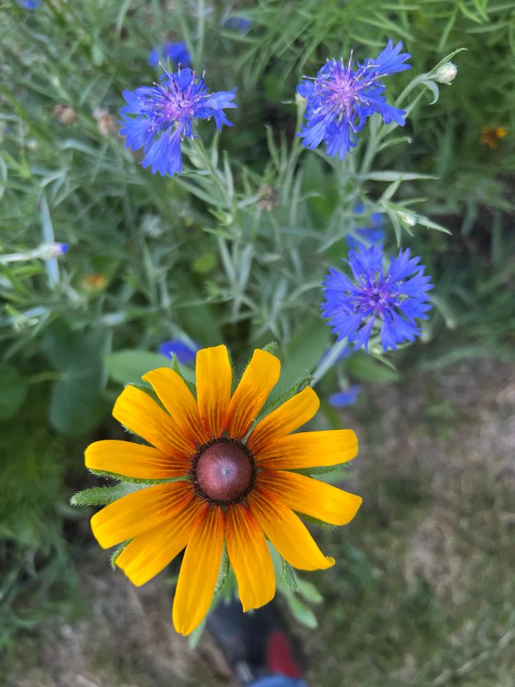 A bright yellow and orange wildflower amidst a cluster of wildflowers, with blue cornflowers in background 