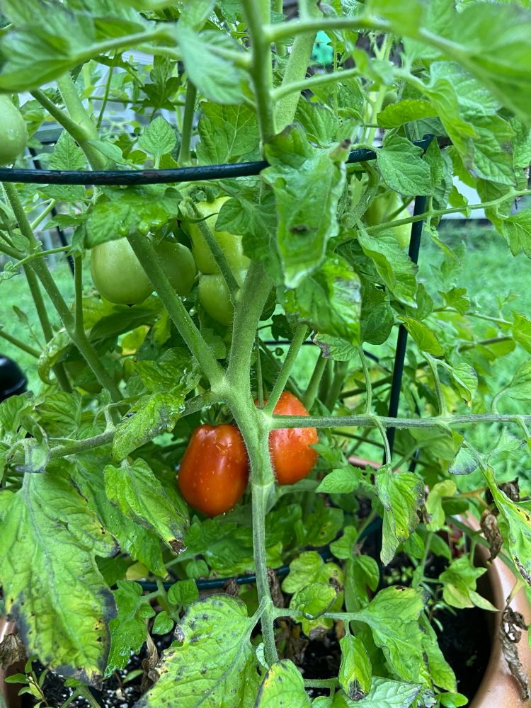 Two ripening red Roma paste tomatoes in the midst of a large tomato plant 