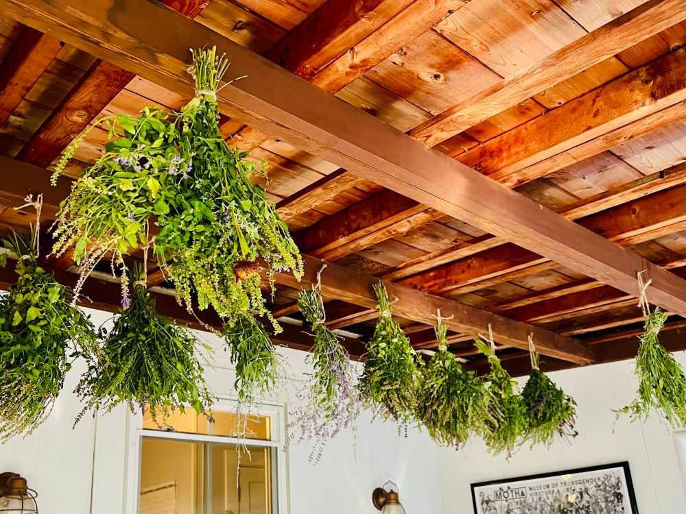 A series of green herbaceous bundles hang from wooden rafters filling the room with the scent of lavender, sage, bee balm & nepeta 