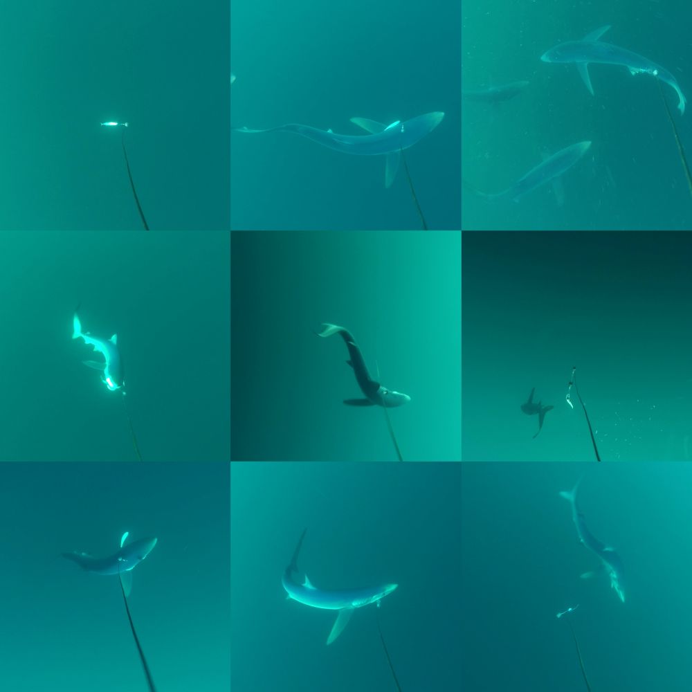Blue sharks interacting with baited lines. Some lines have a stack of three ferrite magnets, as deterrents, and some are controls.