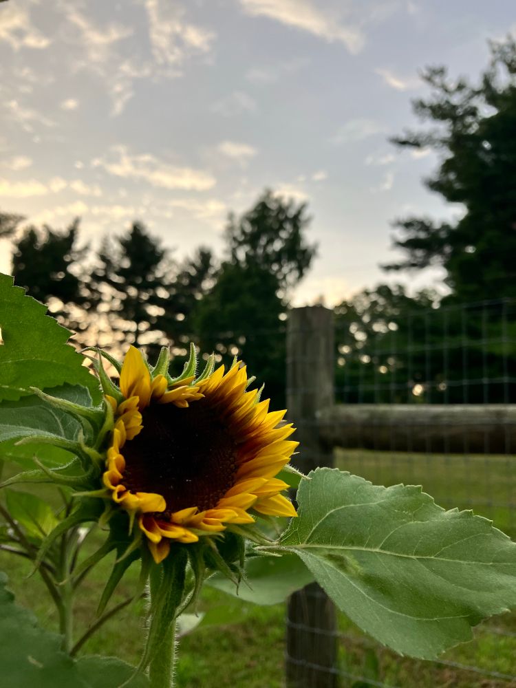 A blooming sunflower, not yet fully opened in the foreground. Behind it and out of focus a wooden fencepost and grass, and in the background out of focus green trees and thin clouds at dusk. 