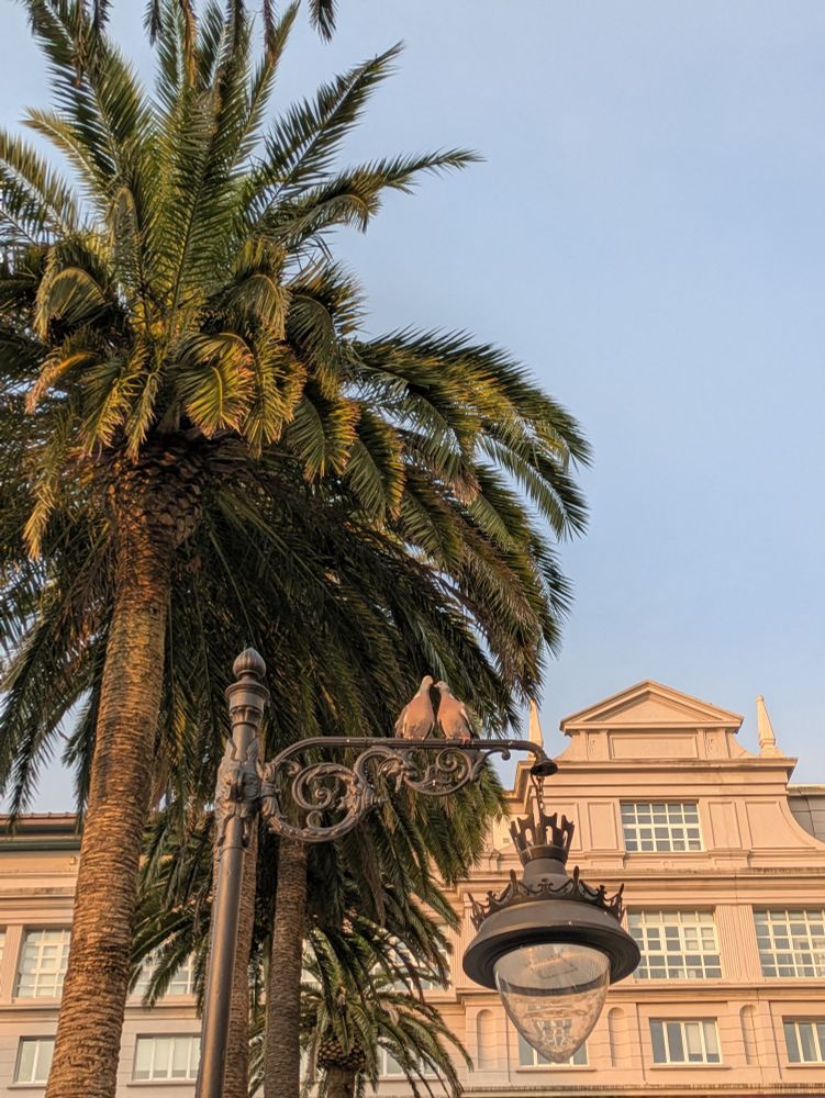 Dos palomas en una farola delante de unas palmeras delante de un teatro
