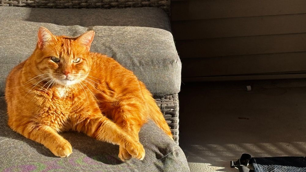 A ginger cat looks at its owner as it basks in the sunlight. 