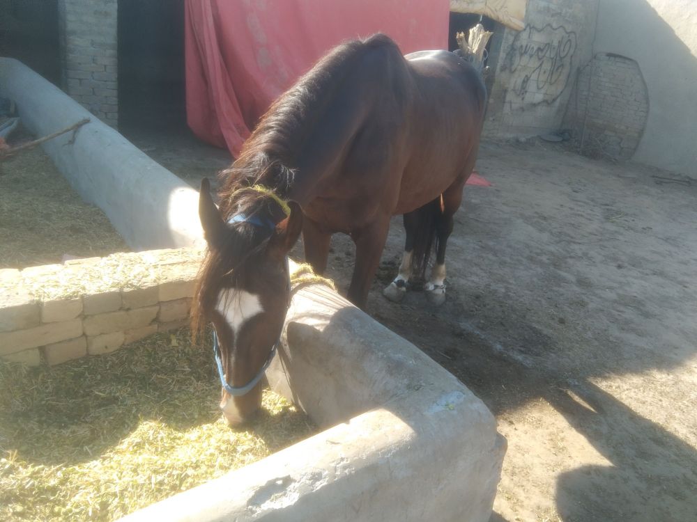 Horse kaisa hai achcha hai