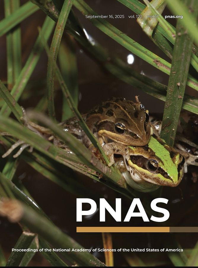 A pair of Ehiopian grass frogs (Ptychadena nana) on the cover of PNAS this week!
