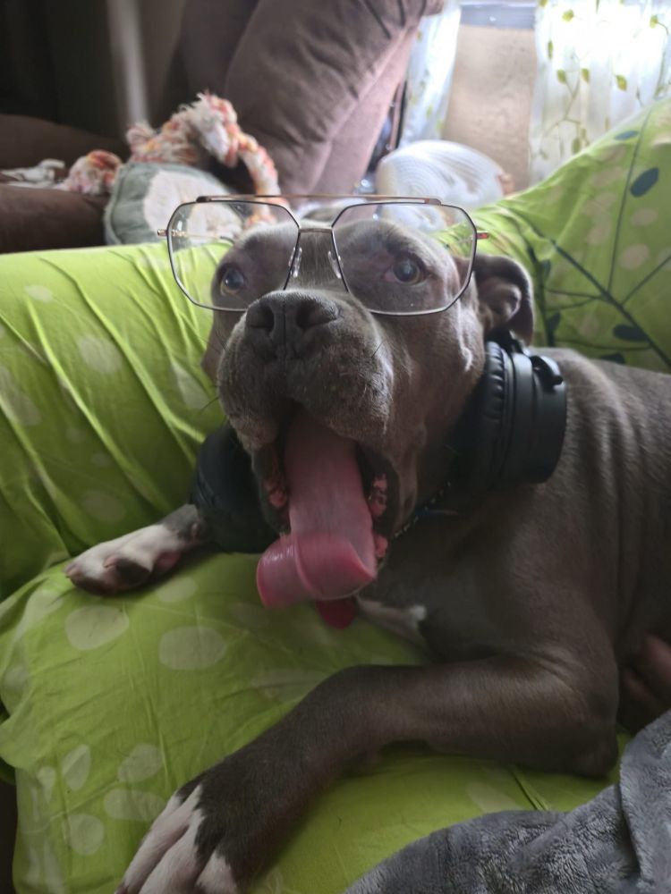 Pitbull wearing headphones, glasses and yawning