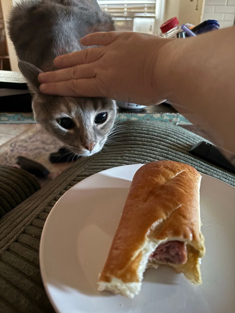 A grey tabby cat sleeping with a hand holding her back from a sausage sandwich.
