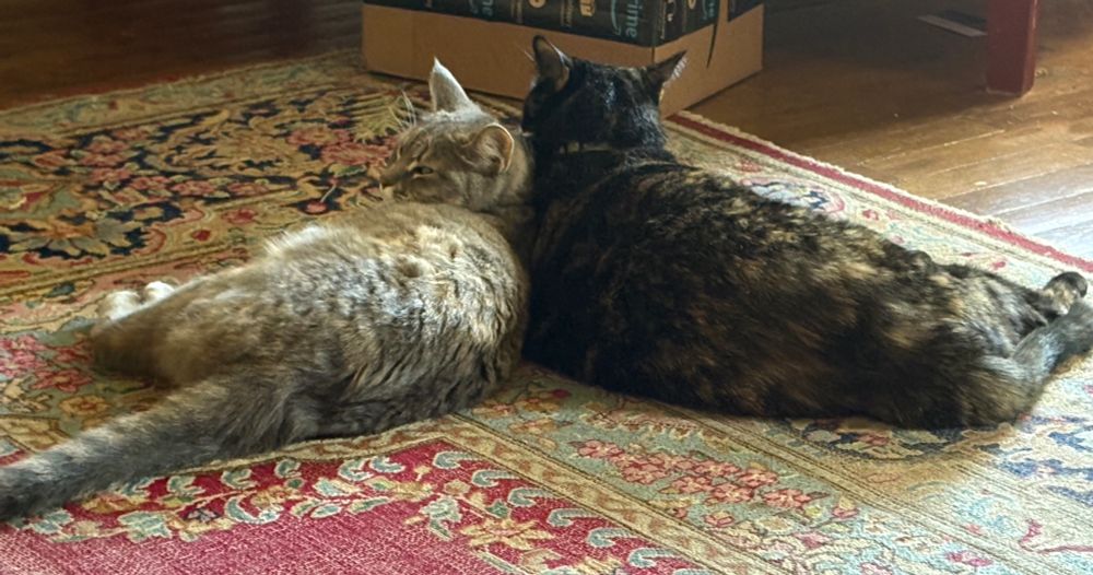 A grey tabby cat and tortie cat laying side by side against each other.