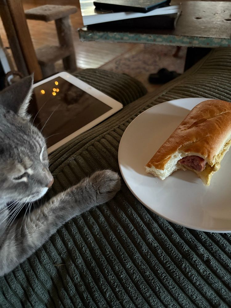 Same tabby cat, different angle. Same sausage sandwich.