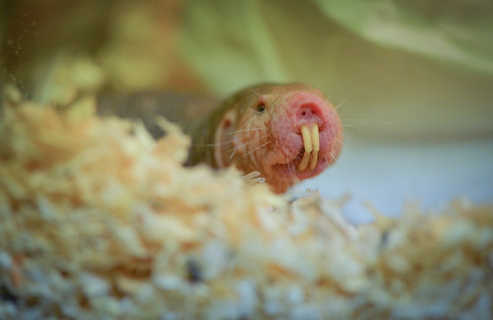 Photo shows a naked mole rat peering blearily out of a nest