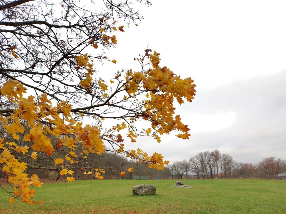 Gula lönnblad vackert på det höstliga fallrepet framför Nälstaängen. 