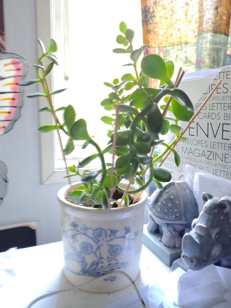 "Sekreteraren", en succulent. Den hålls uppe med pinnar för att inte ringla ut över hela skrivbordet utan hålla sig till sina arbetsuppgifter 