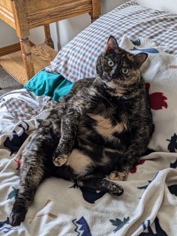 Rotund, tortoiseshell cat recline on a bed