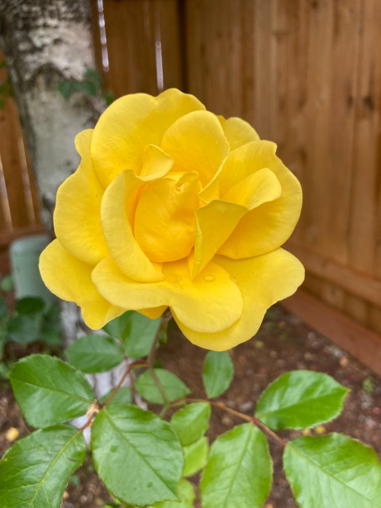 Yellow rose, with aspen tree trunk and cedar fence in the background.