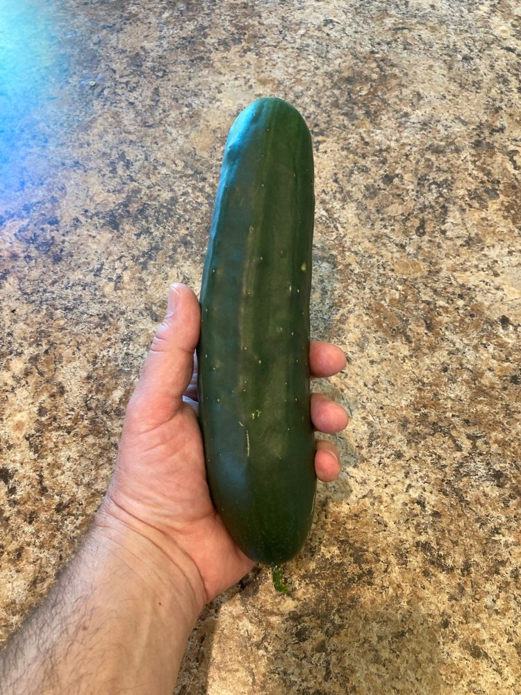 Hand holding large cucumber that is twice as long as the hand