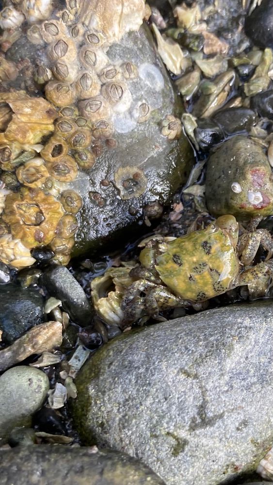 Close up picture of rocky beach showing barnacles, clams, and crabs. 