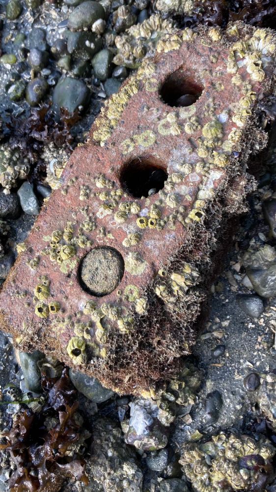 Red brick covered in many acorn barnacles and a few blue mussels inside of the holes.