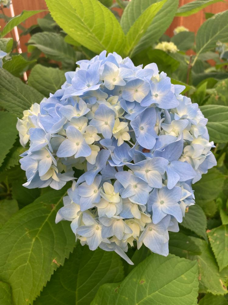 Light blue and white hydrangea bloom 
