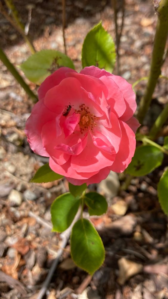 Pink rose with ant near its center