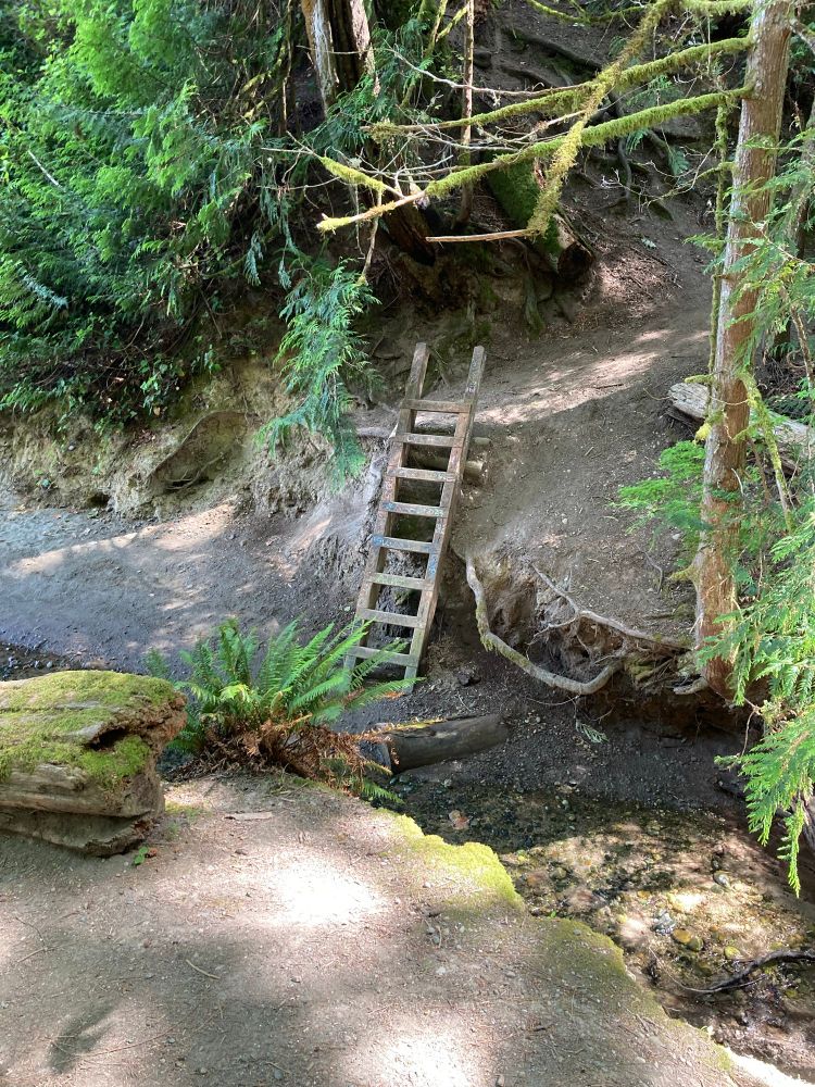 Wooden ladder at the end of a trail to the beach. 
