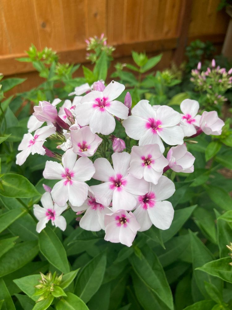 White phlox flowers with pink centers.